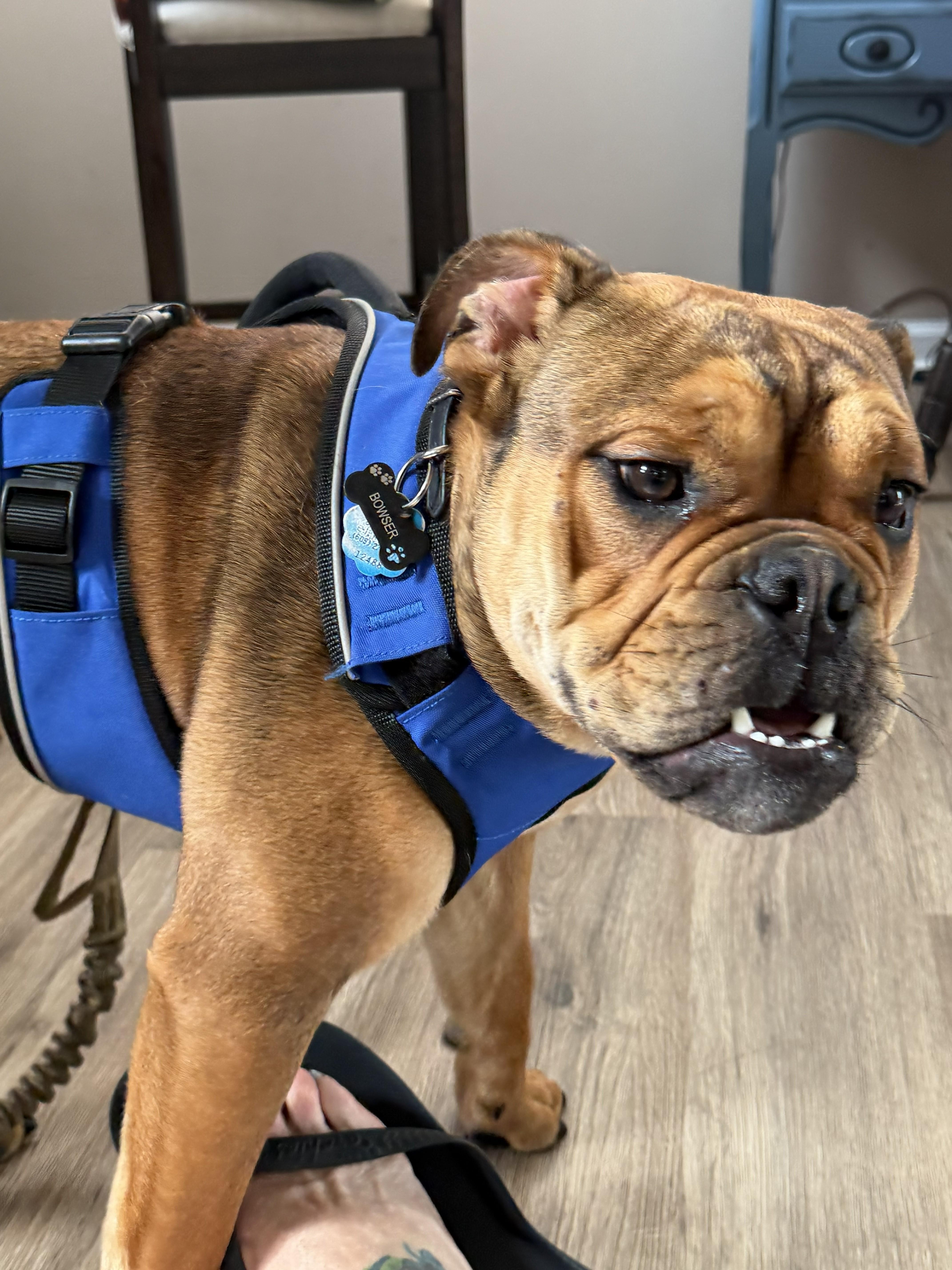 Enlarge Bowser, a ADOPTABLE English Bulldog in Belmar, NJ image 6/6