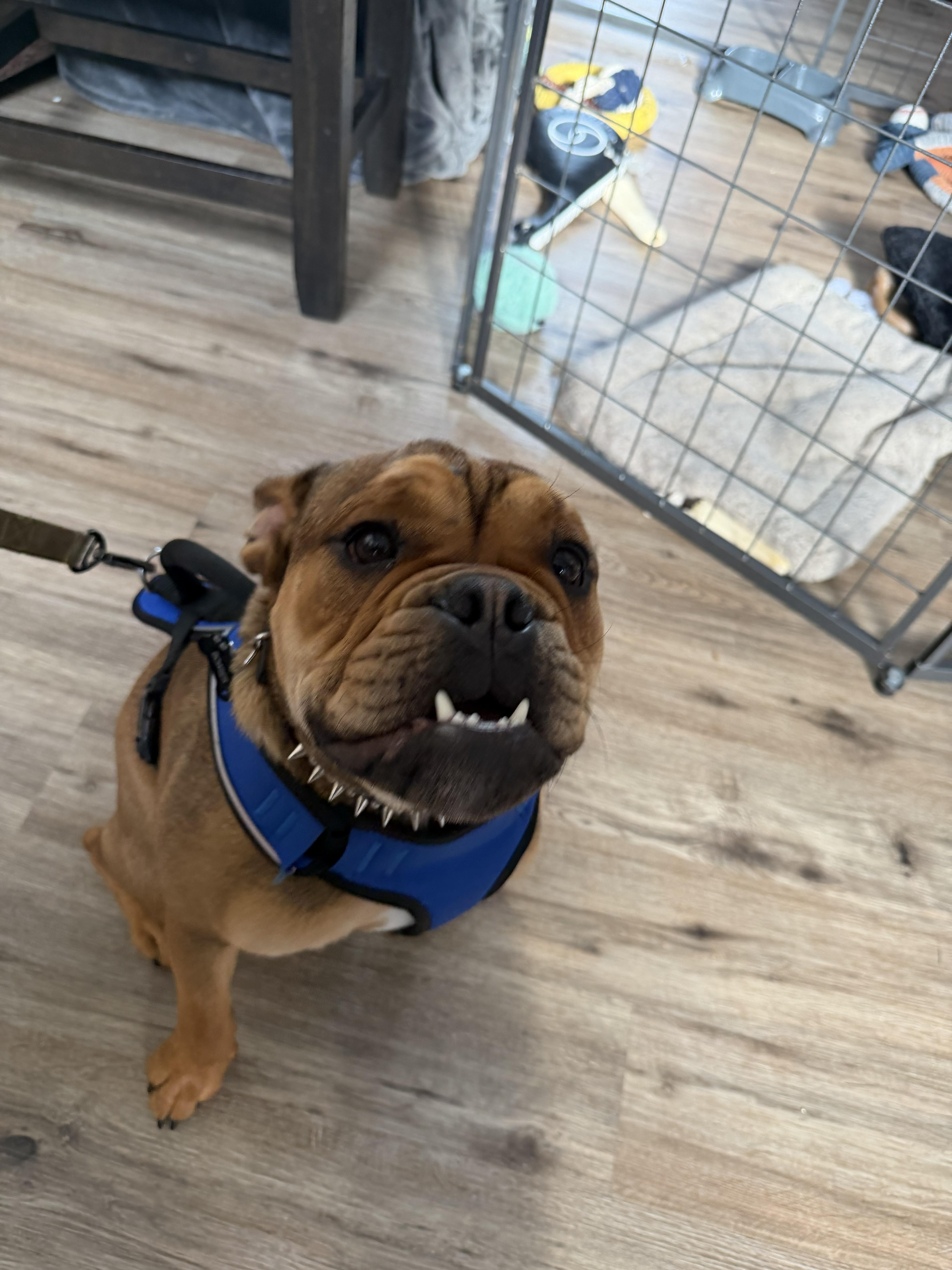 Enlarge Bowser, a ADOPTABLE English Bulldog in Belmar, NJ image 4/6