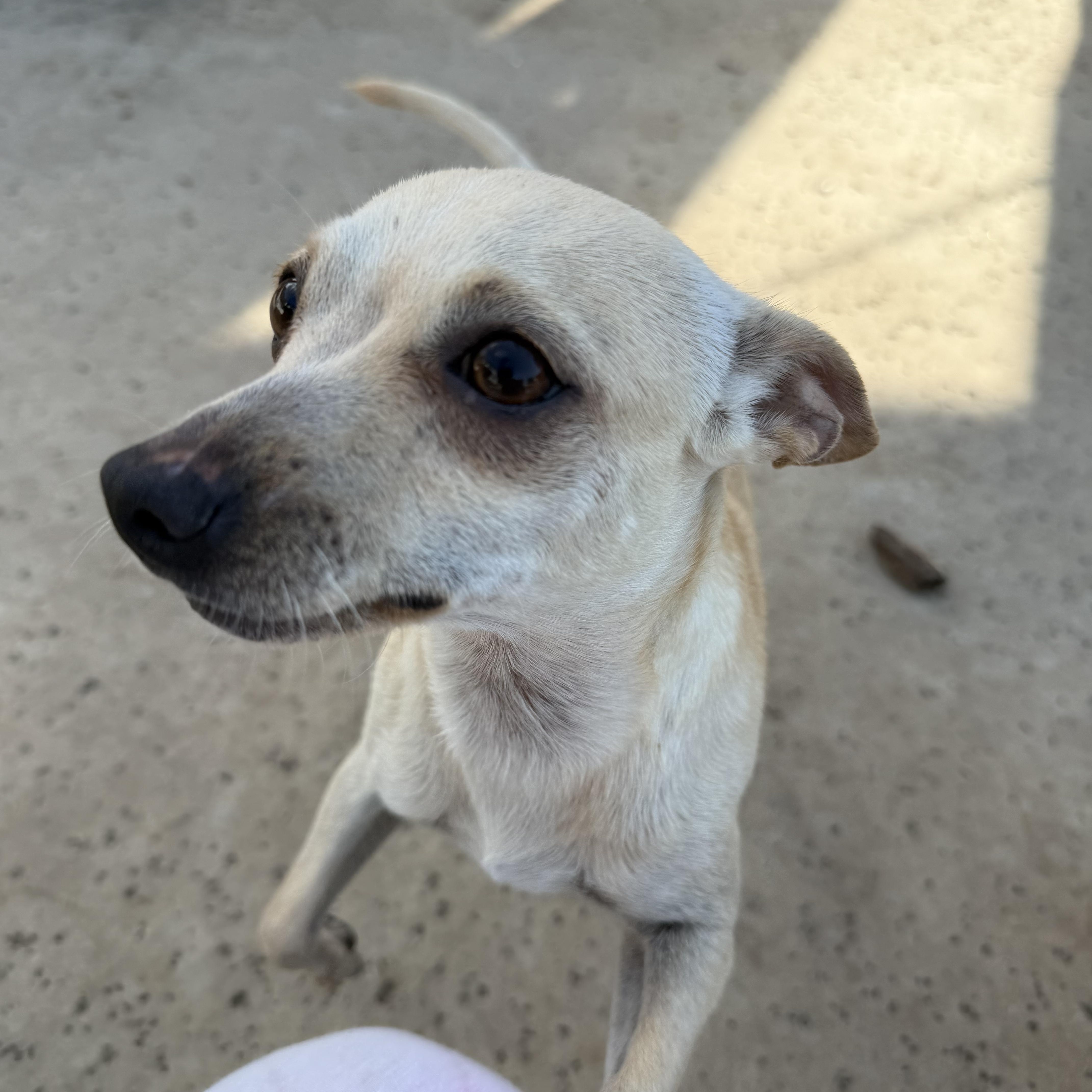 Chicharron, a ADOPTABLE Chihuahua in Dublin, CA image 1/6