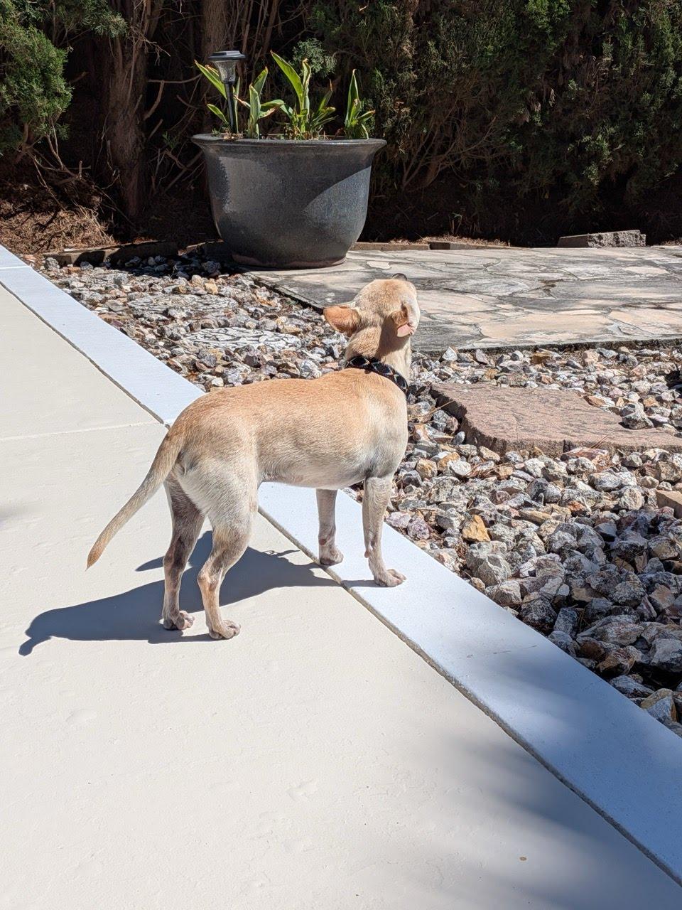 Enlarge Chicharron, an adopted Chihuahua in Dublin, CA image 4/5