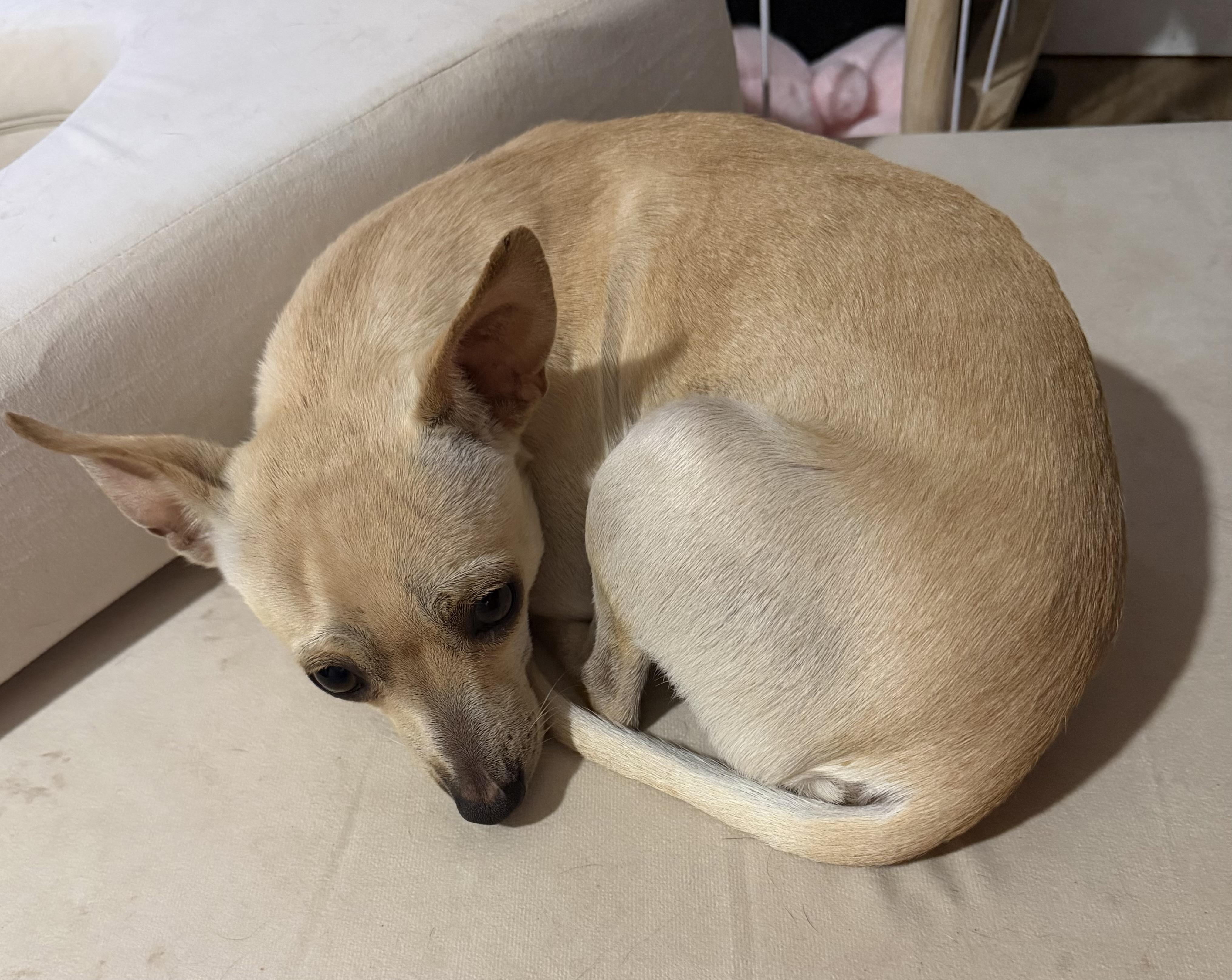 Chicharron, a ADOPTABLE Chihuahua in Dublin, CA image 3/6