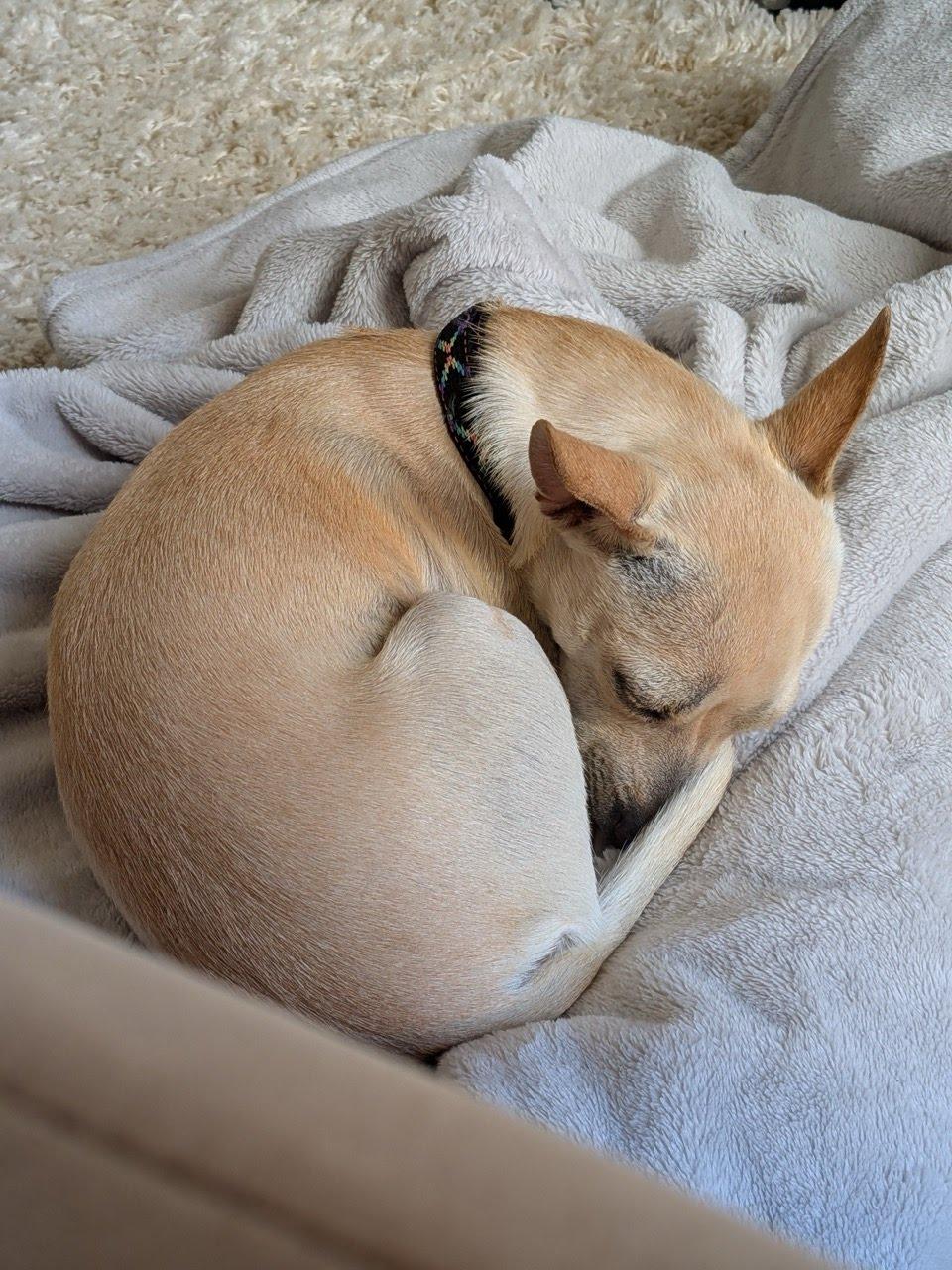 Chicharron, adopted, Adult Male Chihuahua.
