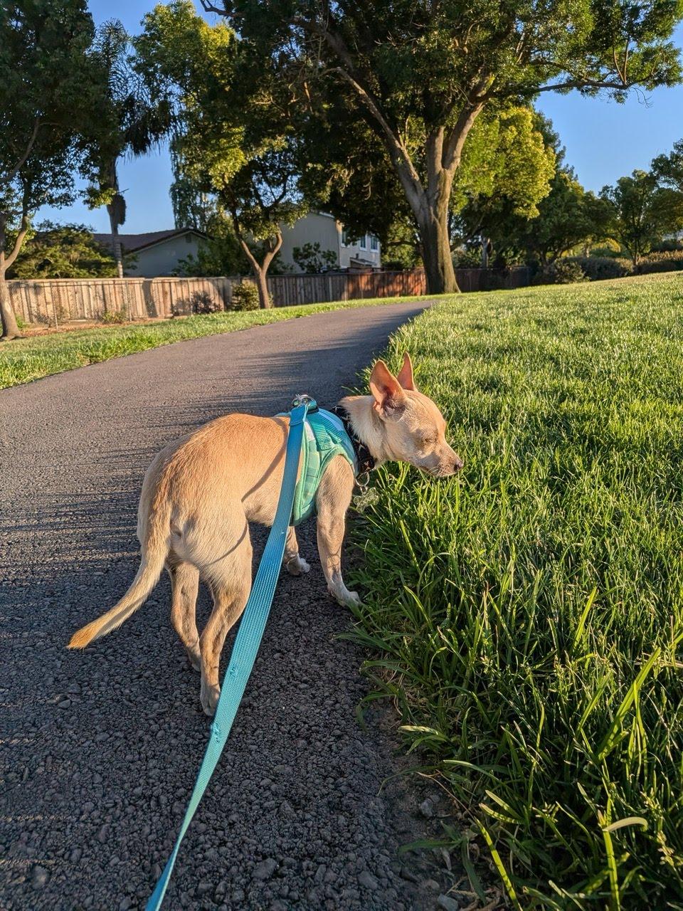 Enlarge Chicharron, an adopted Chihuahua in Dublin, CA image 5/5