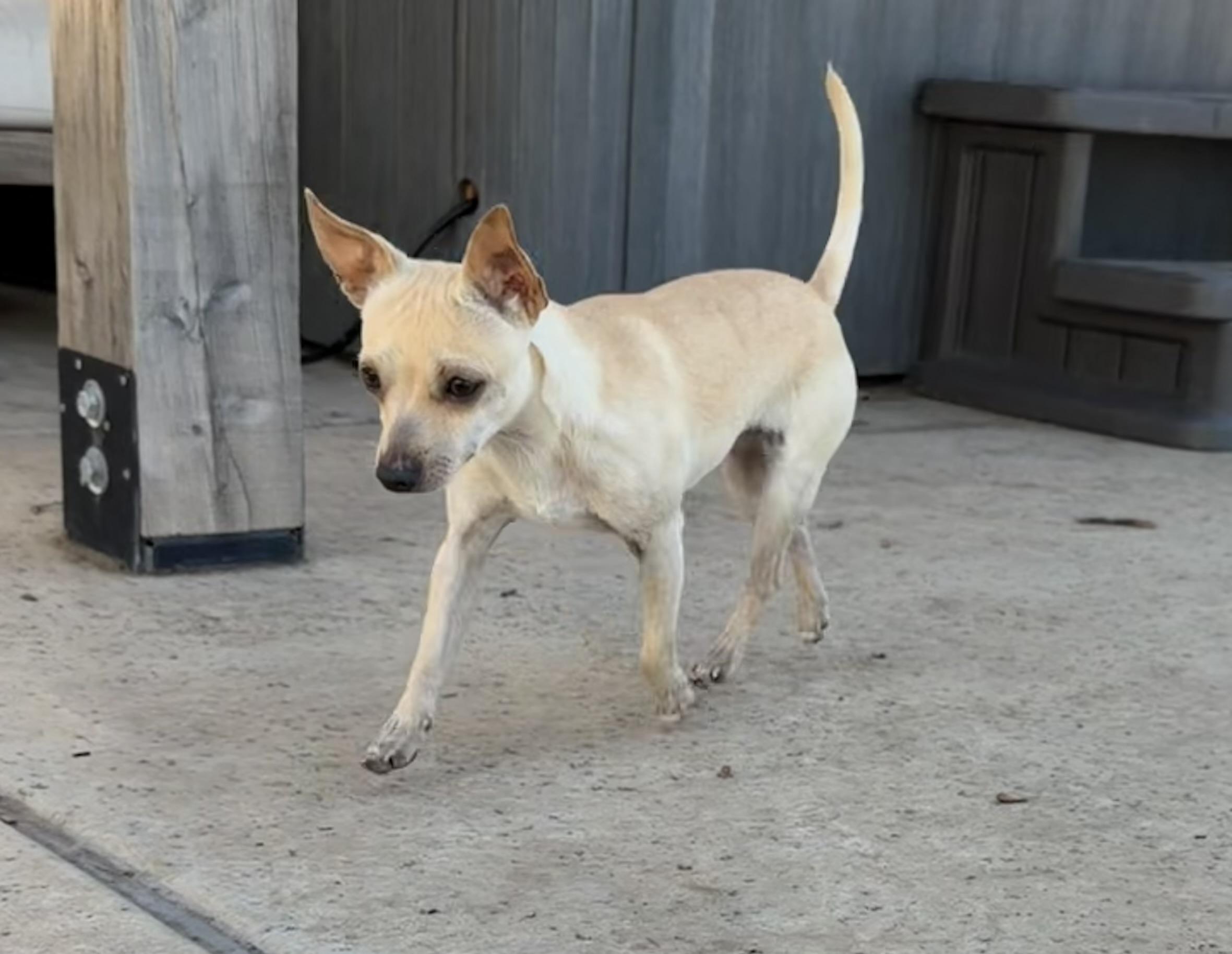 Chicharron, a ADOPTABLE Chihuahua in Dublin, CA image 2/6