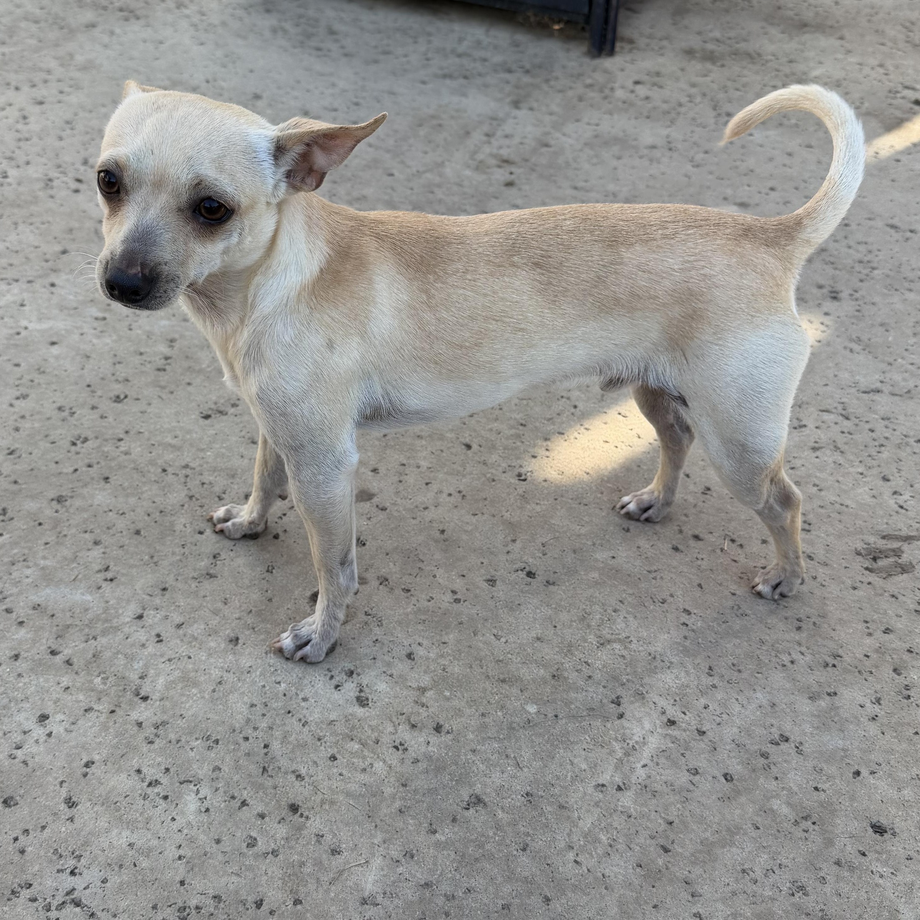 Chicharron, a ADOPTABLE Chihuahua in Dublin, CA image 4/6