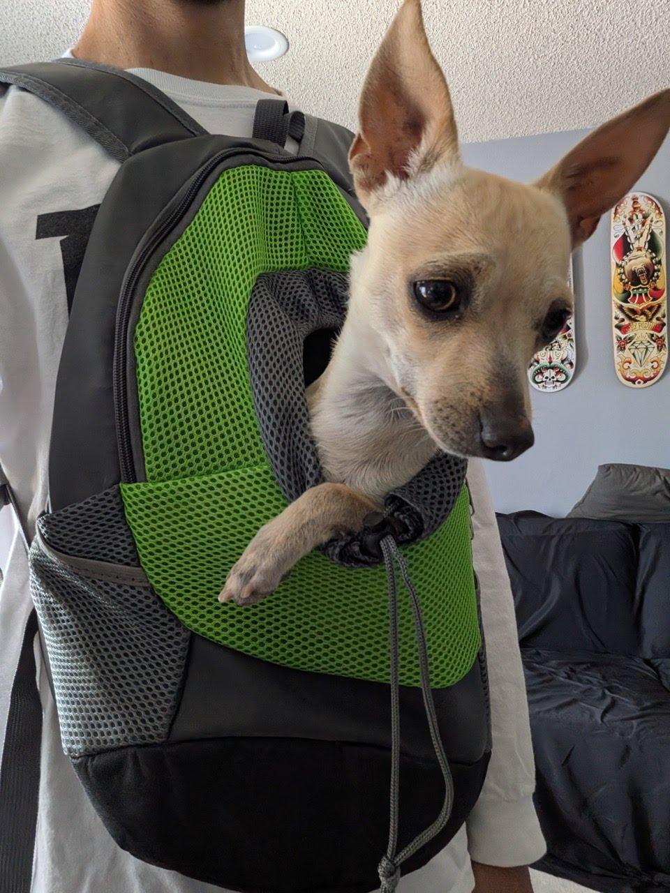 Enlarge Chicharron, an adopted Chihuahua in Dublin, CA image 3/5