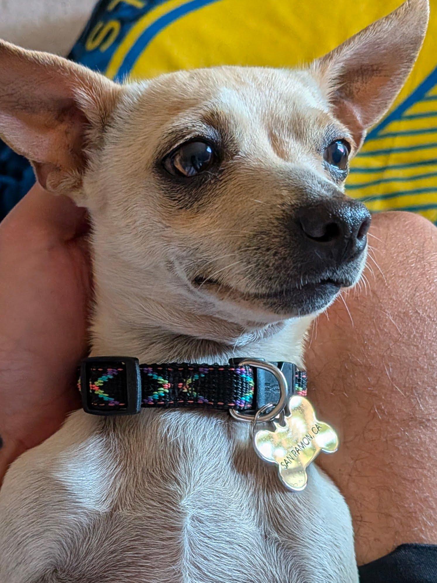 Enlarge Chicharron, an adopted Chihuahua in Dublin, CA image 2/5