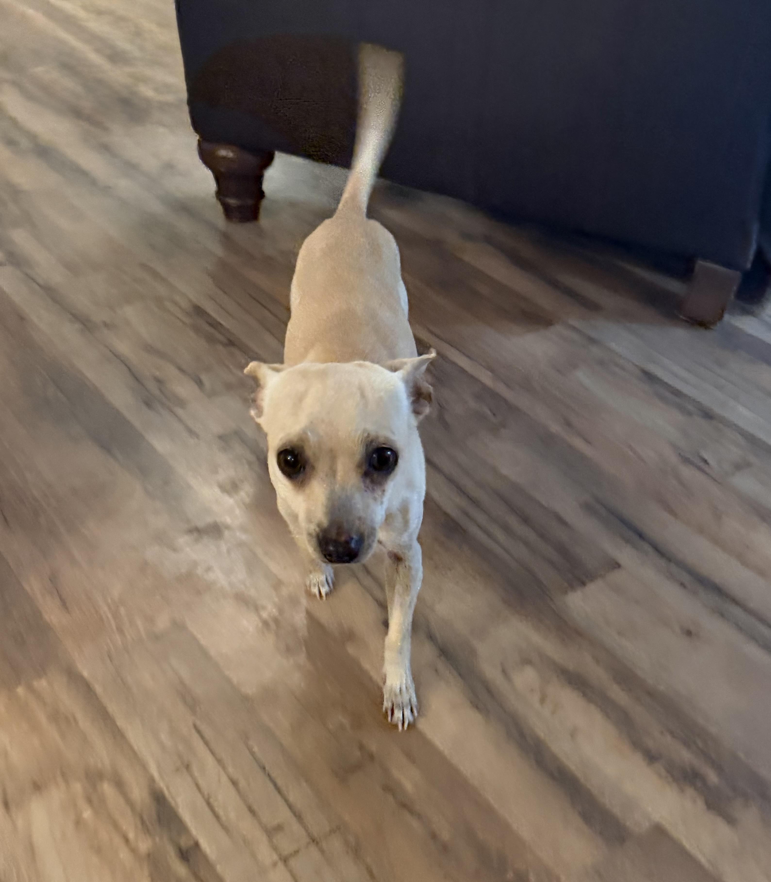 Chicharron, a ADOPTABLE Chihuahua in Dublin, CA image 6/6