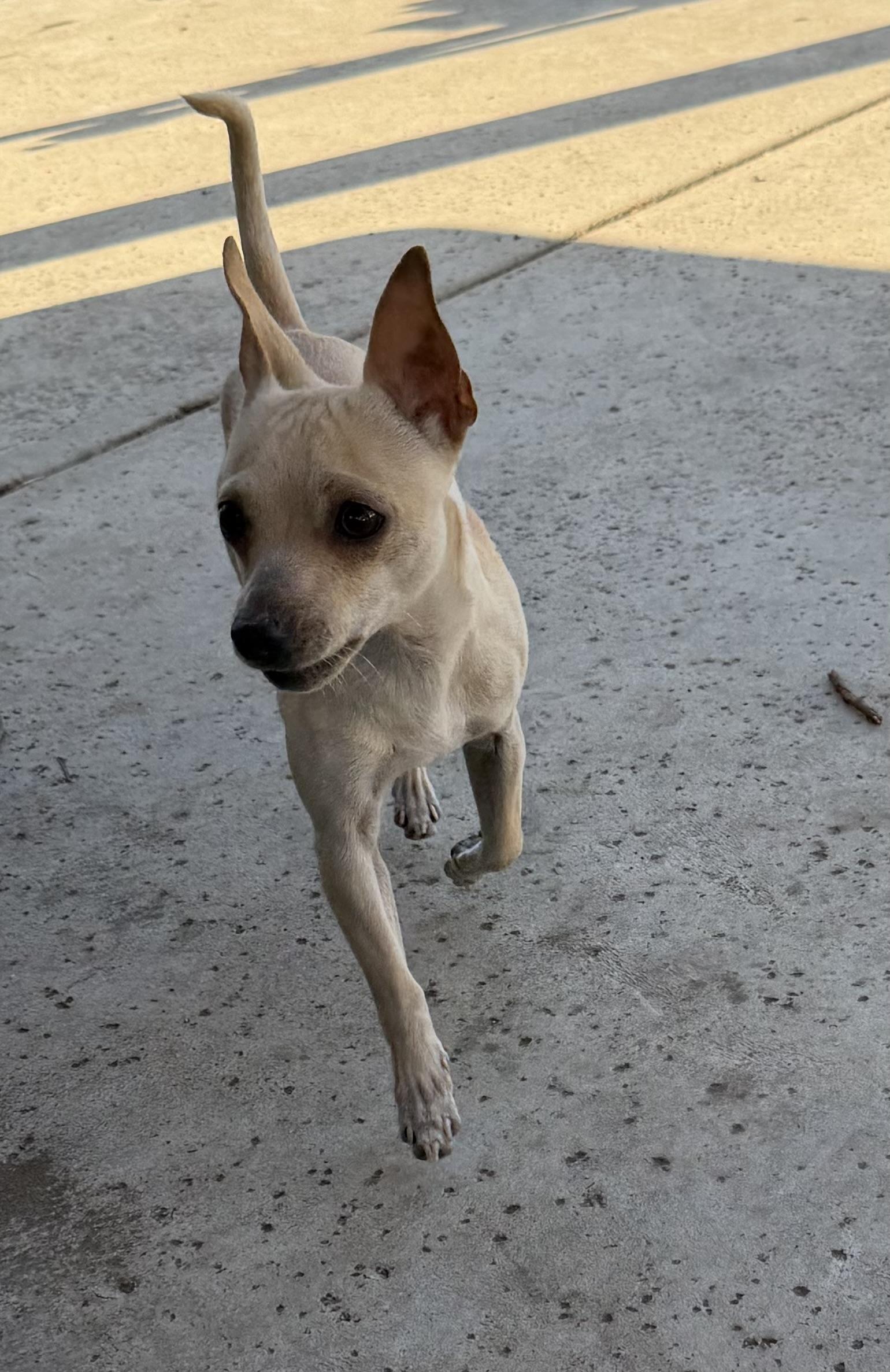 Chicharron, a ADOPTABLE Chihuahua in Dublin, CA image 5/6