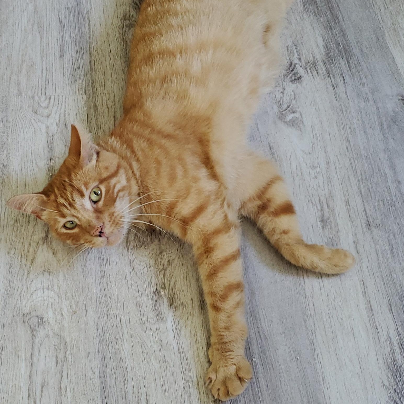 Goldie photo 1