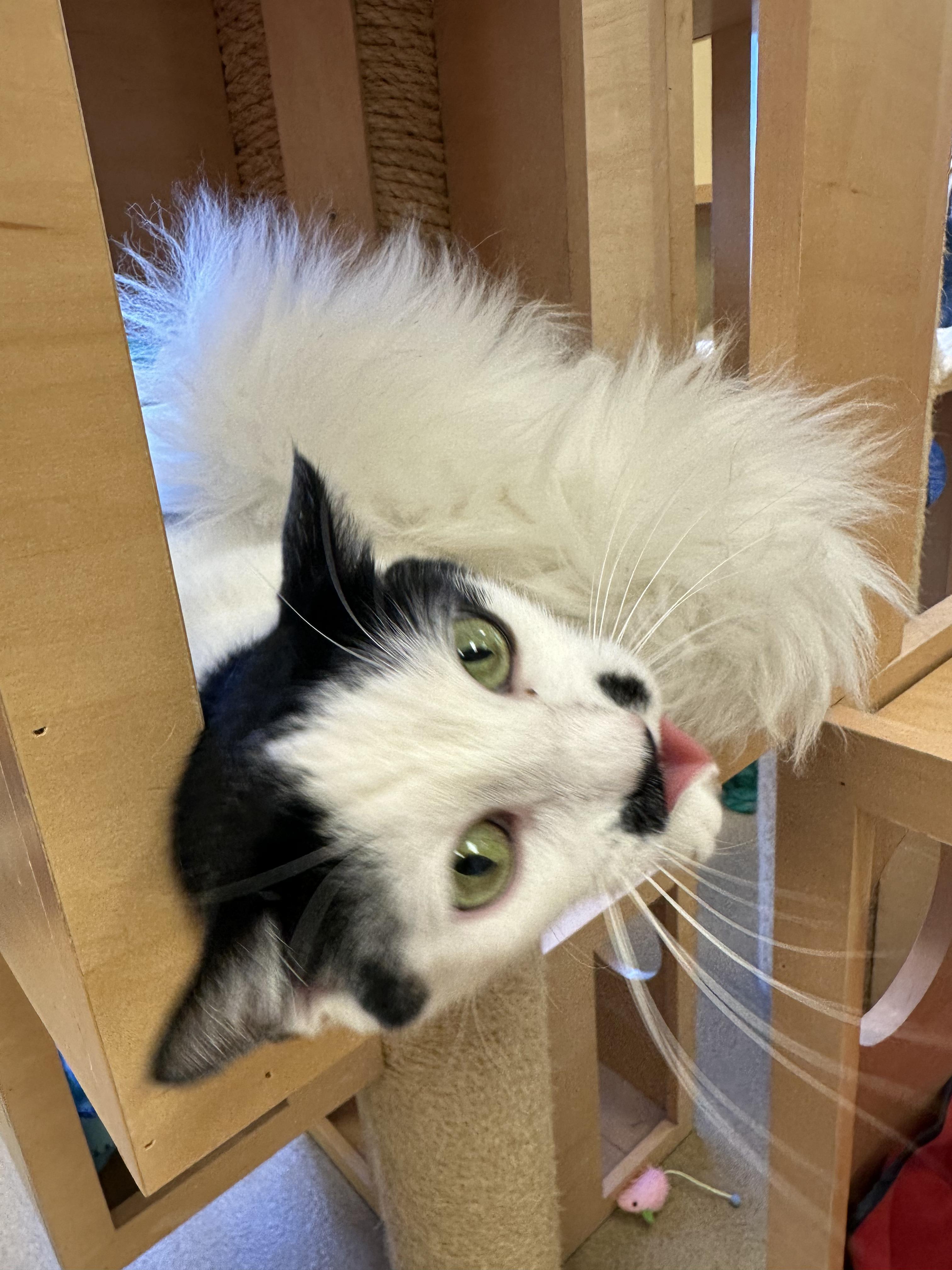 Enlarge Leto, an adopted Domestic Short Hair in Bristol, RI image 2/3