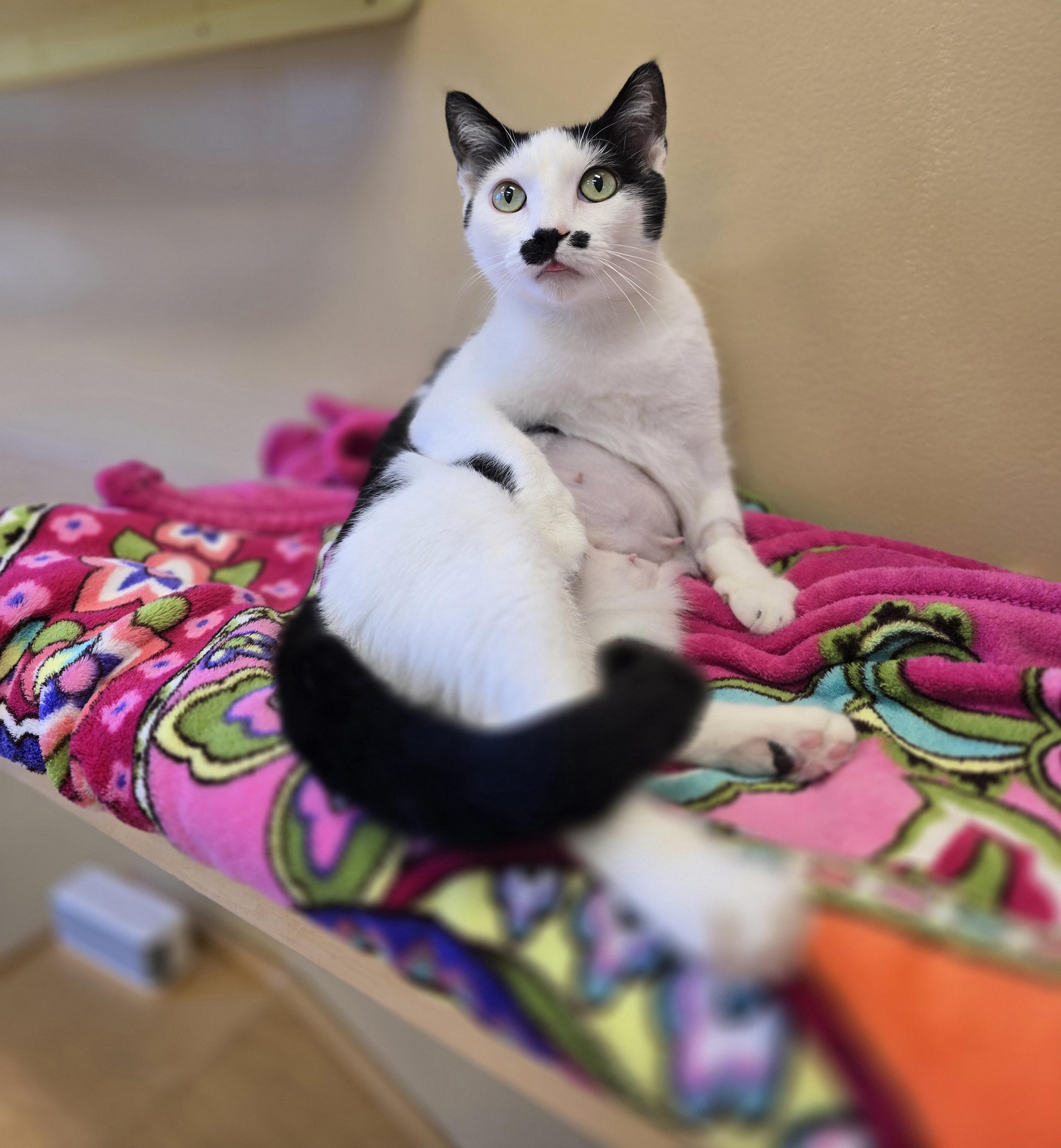 Enlarge Leto, an adopted Domestic Short Hair in Bristol, RI image 1/3