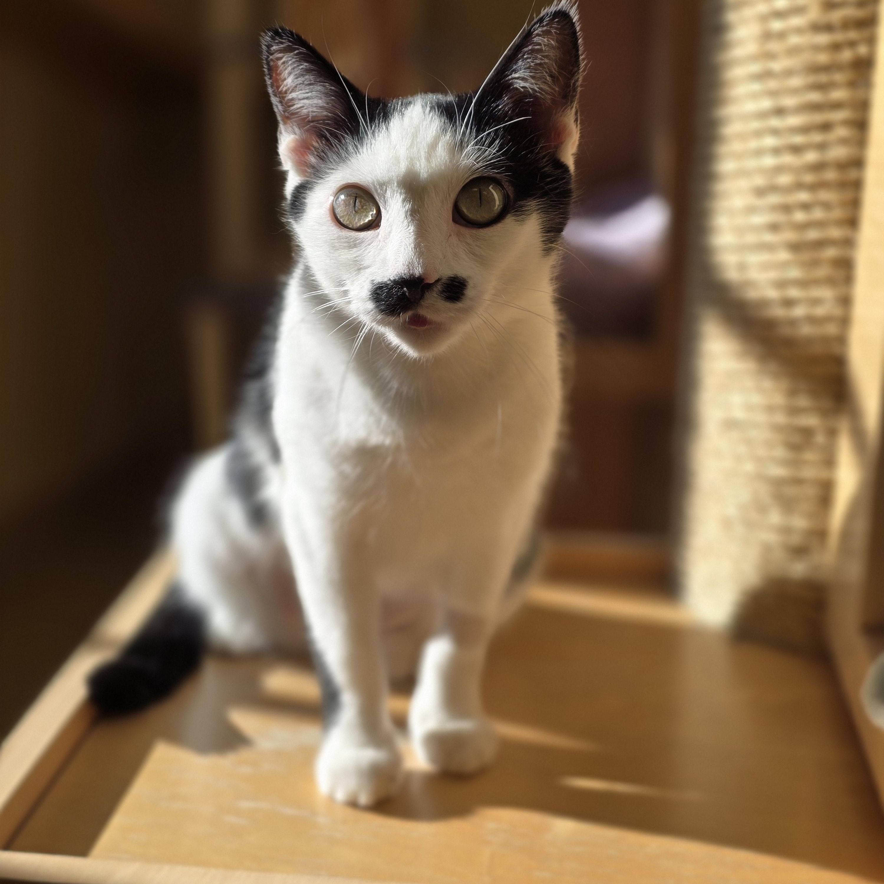 Enlarge Leto, an adopted Domestic Short Hair in Bristol, RI image 3/3