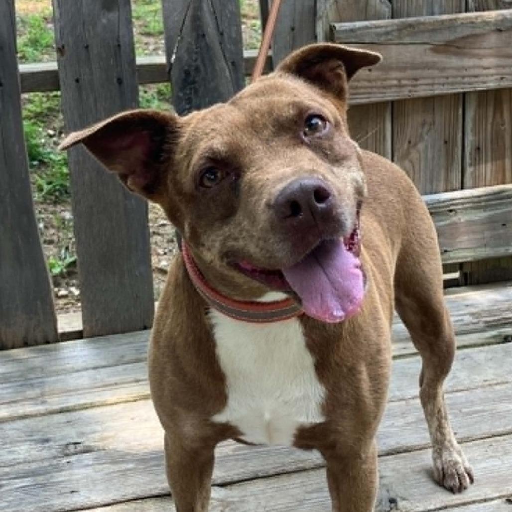 Starlite, Adoptable, Adult Female Mixed Breed.
