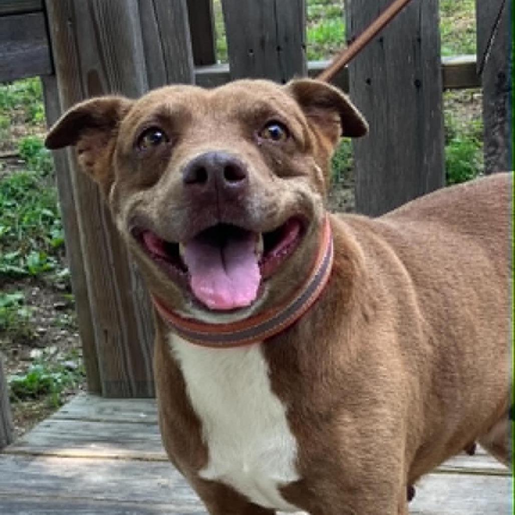 Starlite, a Adoptable Mixed Breed in Pulaski, TN image 2/4
