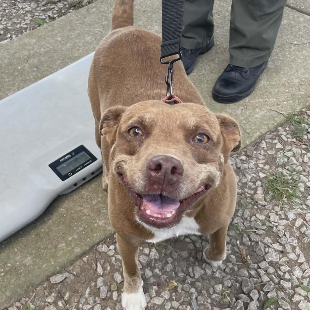 Starlite, a Adoptable Mixed Breed in Pulaski, TN image 3/4