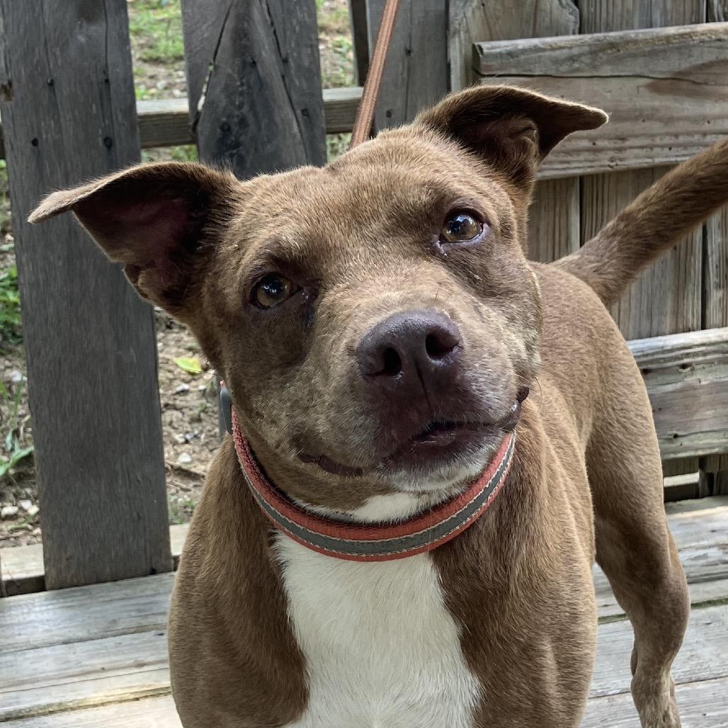 Starlite, a Adoptable Mixed Breed in Pulaski, TN image 3/6