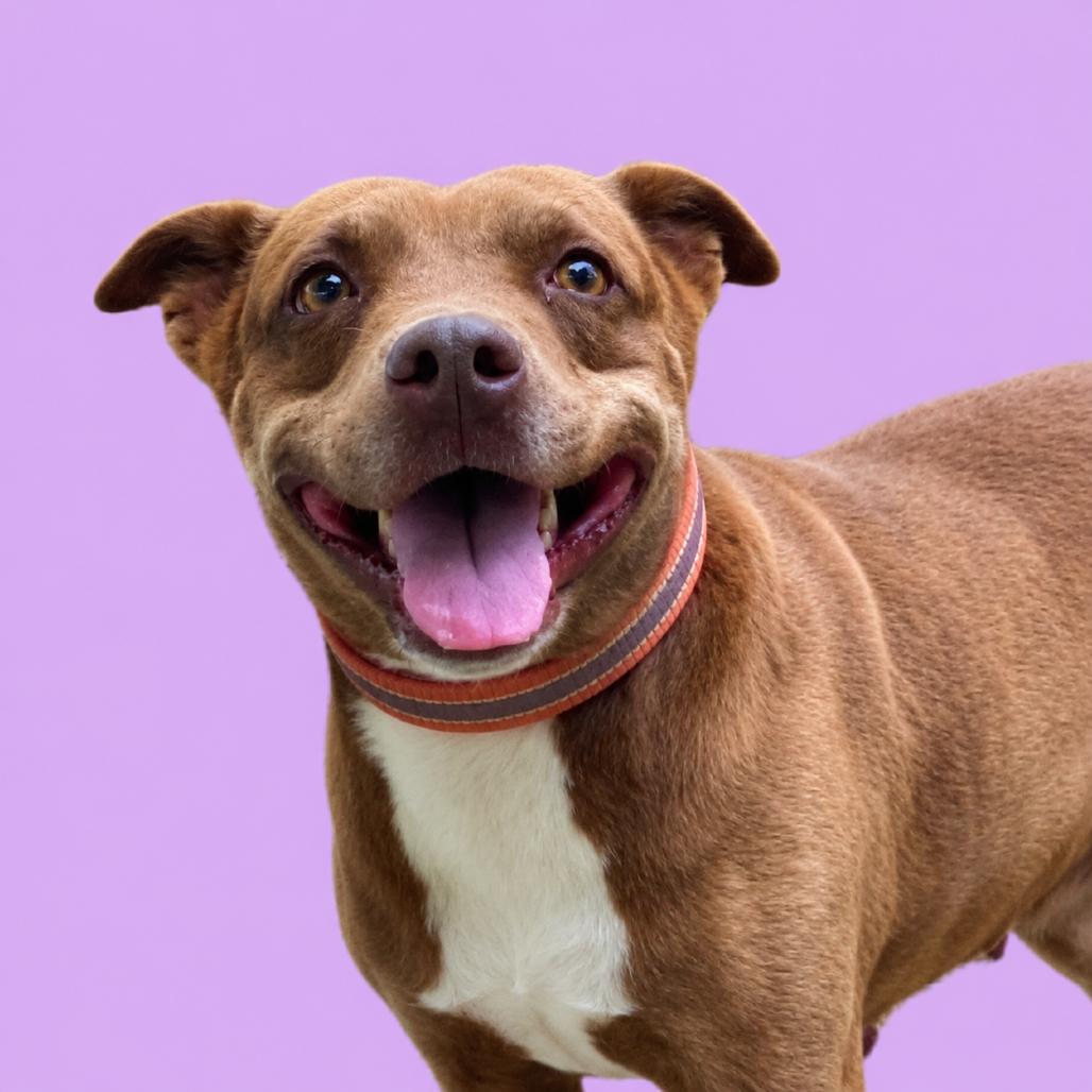 Starlite, a Adoptable Mixed Breed in Pulaski, TN image 4/5