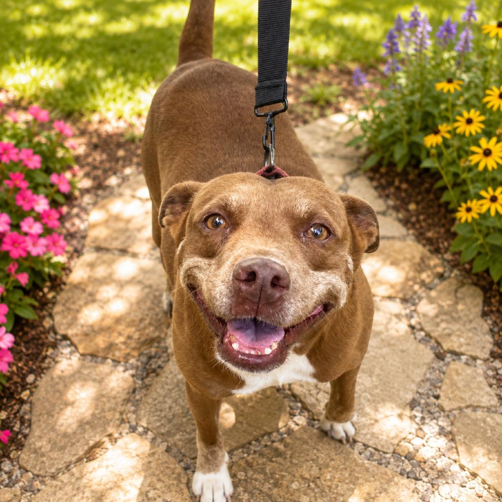Starlite, a Adoptable Mixed Breed in Pulaski, TN image 4/5