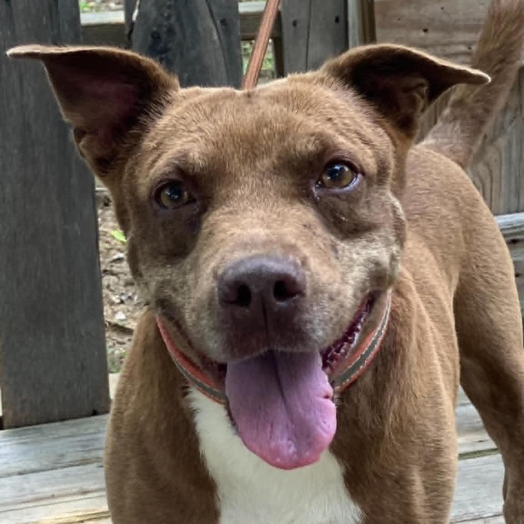Starlite, a Adoptable Mixed Breed in Pulaski, TN image 4/4