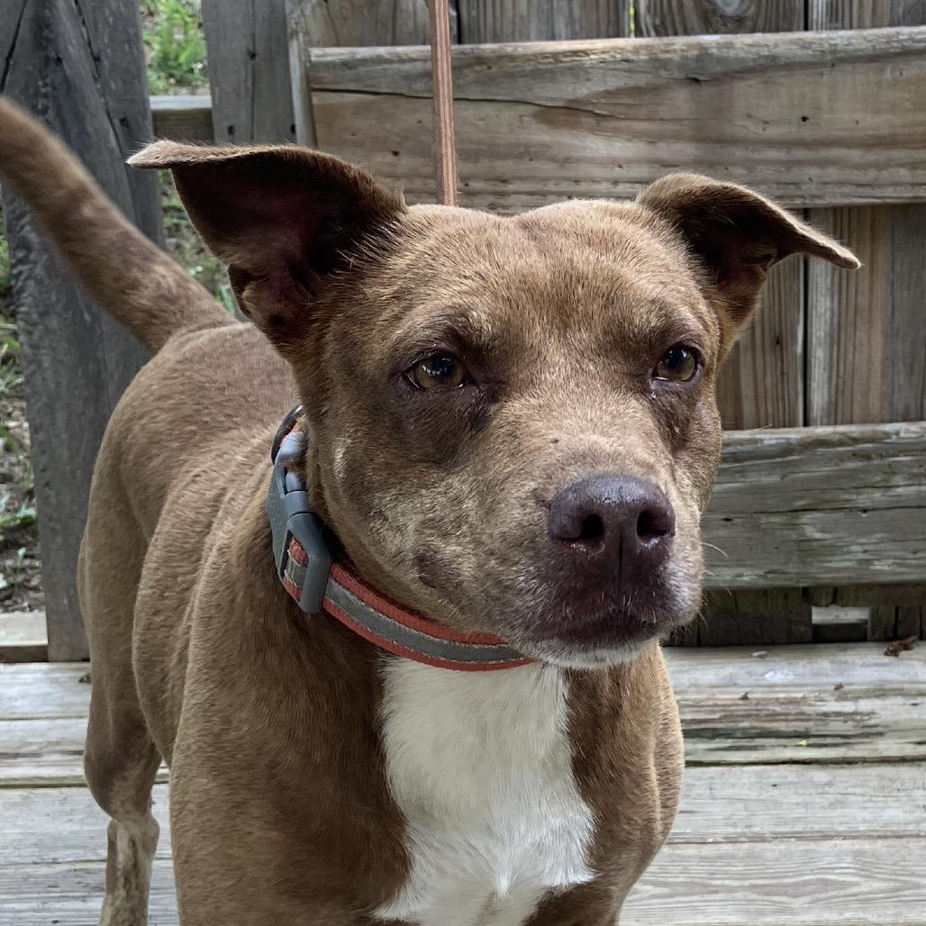Starlite, a Adoptable Mixed Breed in Pulaski, TN image 6/6