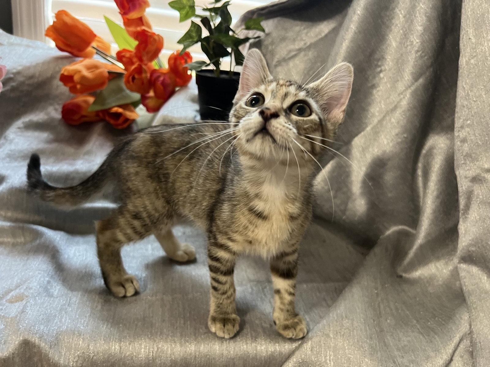 Enlarge Quillie, a Adoptable mixed breed in Fayetteville, GA image 2/3