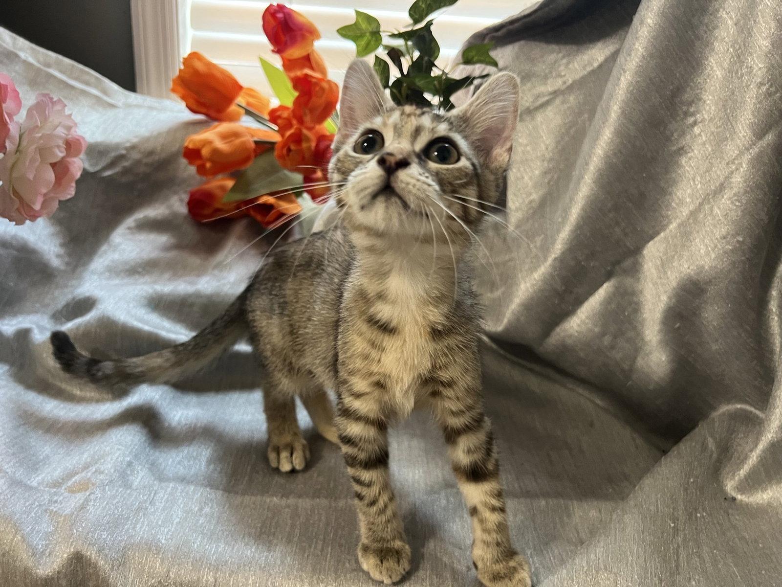 Enlarge Quillie, a Adoptable mixed breed in Fayetteville, GA image 3/3