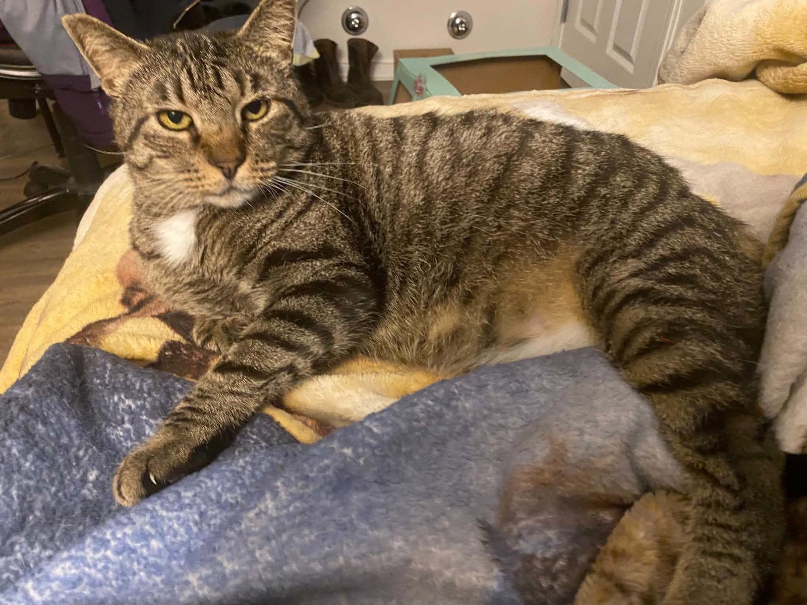 Mr Parks, Adoptable, Adult Male Domestic Short Hair.