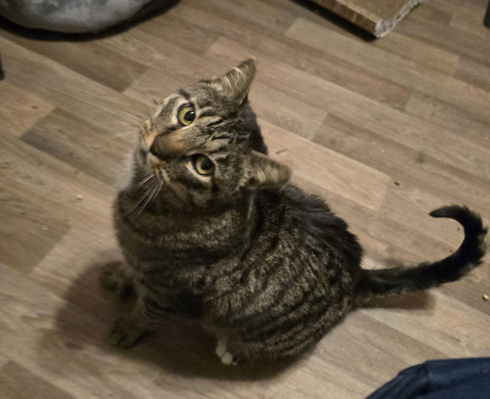 Enlarge Mr Parks, a Adoptable Domestic Short Hair in Trenton, NJ image 1/3