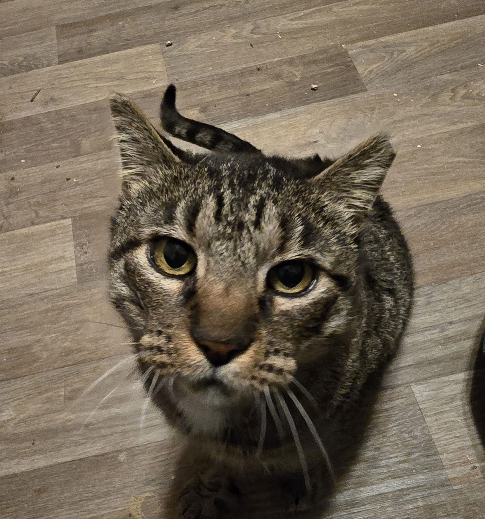 Mr Parks, Adoptable, Adult Male Domestic Short Hair.