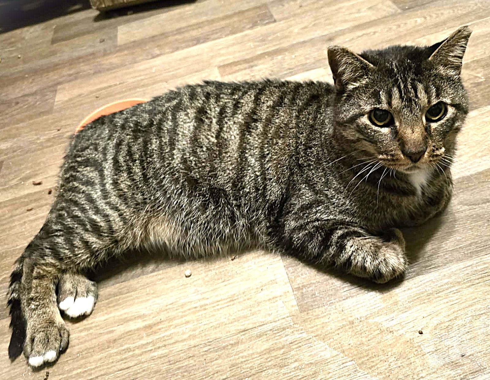 Enlarge Mr Parks, a Adoptable Domestic Short Hair in Trenton, NJ image 3/3