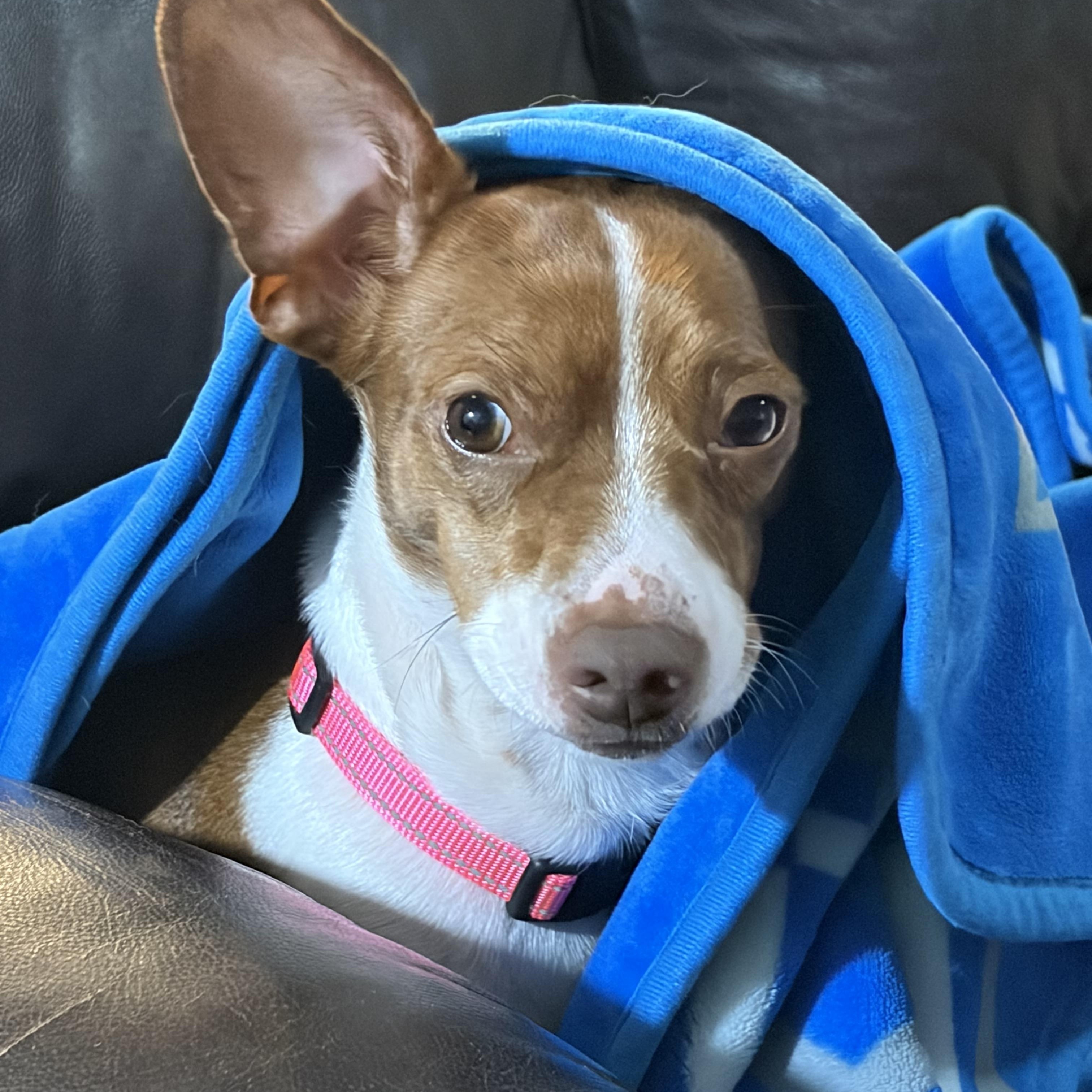 Enlarge Betty, a Adoptable mixed breed in Davisburg, MI image 1/2