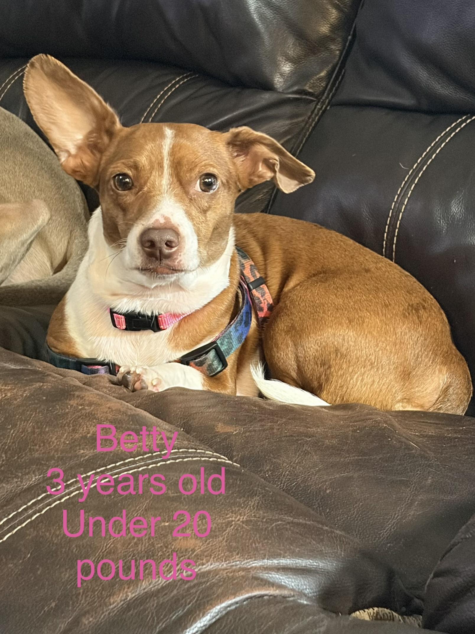 Enlarge Betty, a Adoptable mixed breed in Davisburg, MI image 2/2