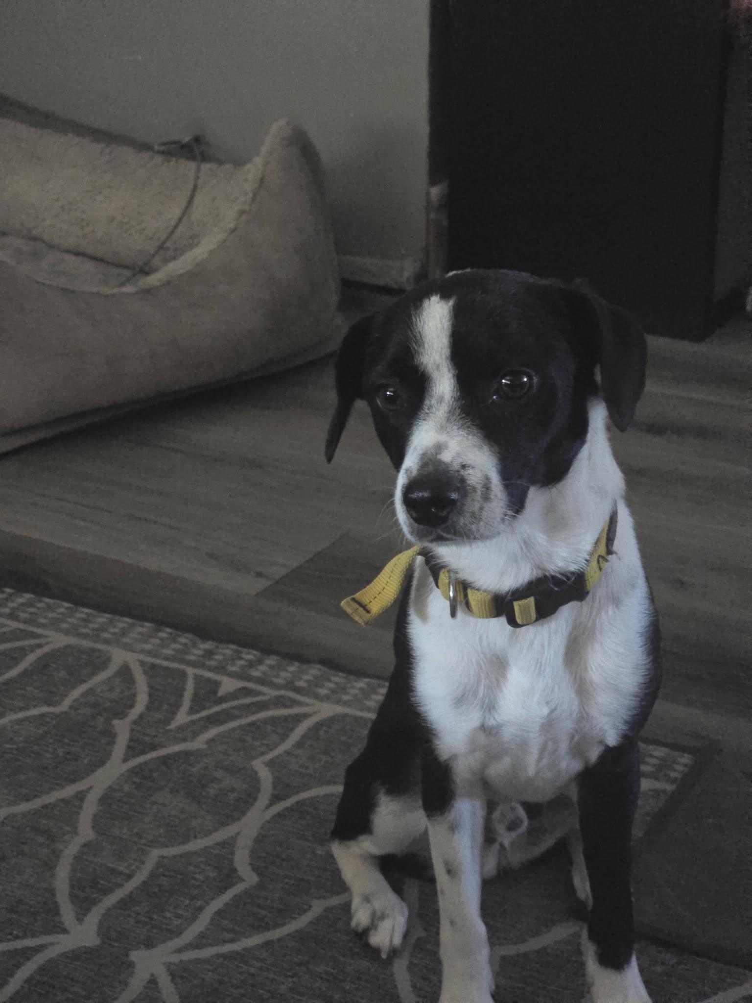 Enlarge Max, an adoptable Mixed Breed in Vacaville, CA image 3/5