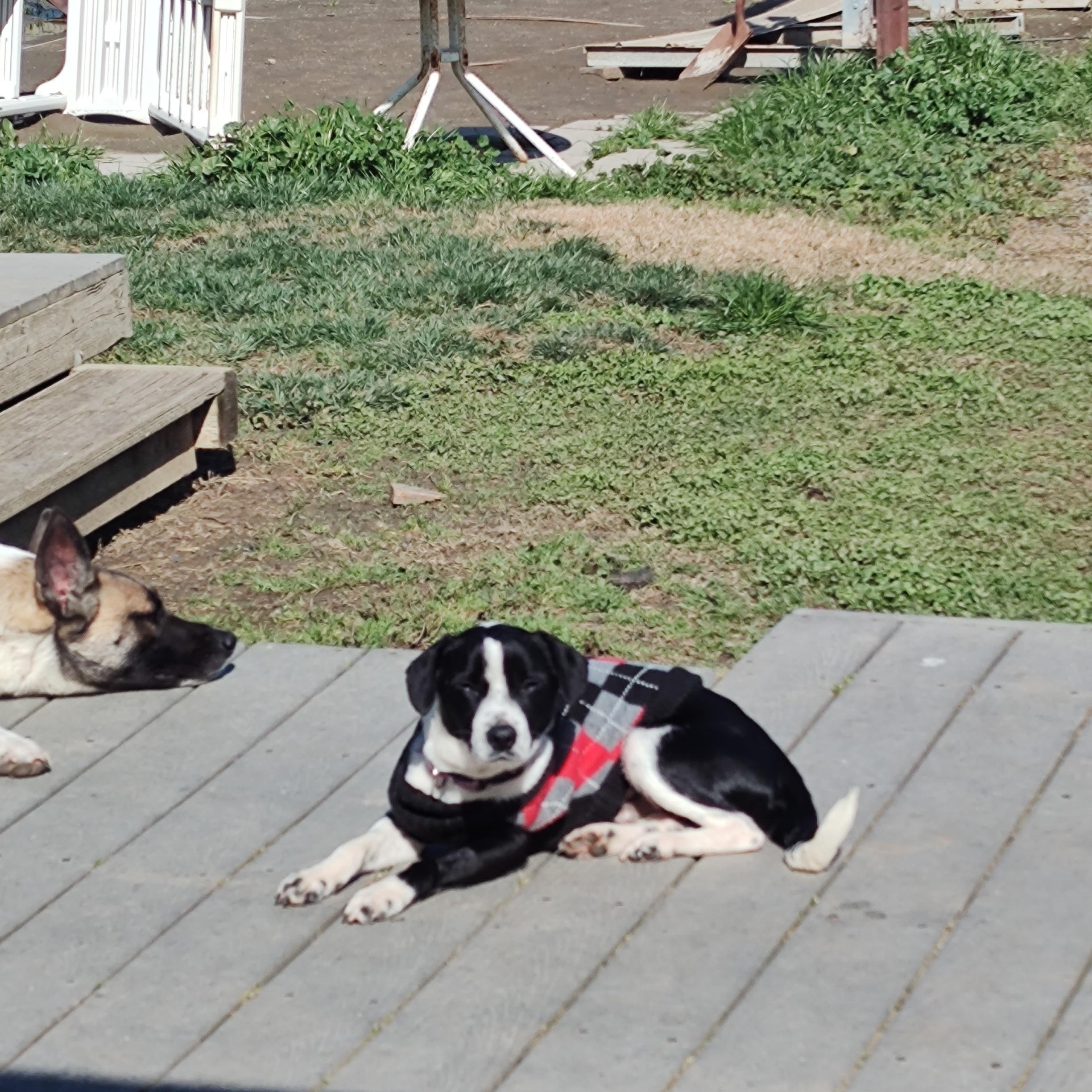 Max, ADOPTABLE, Adult Male Mixed Breed.