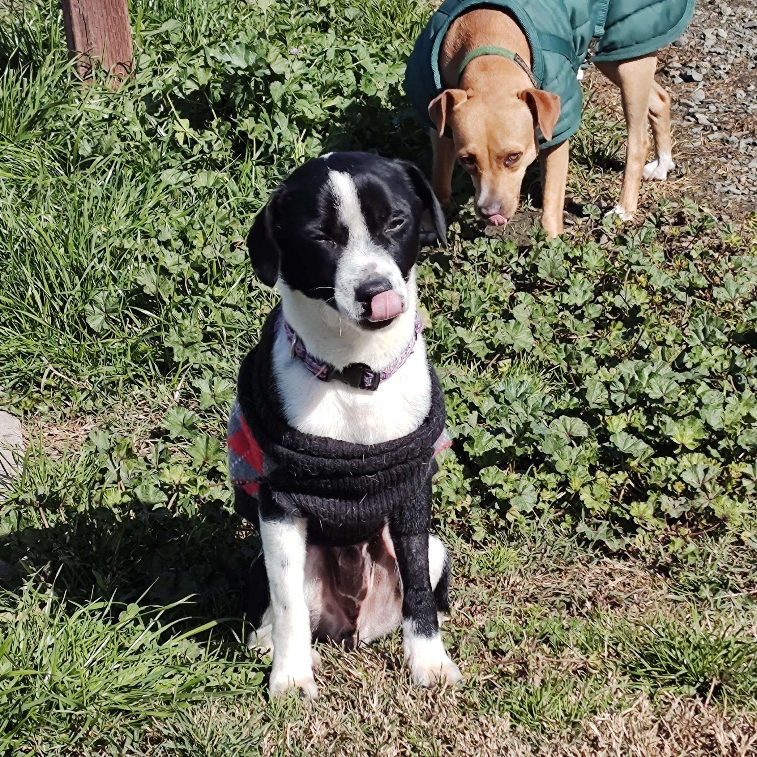 Enlarge Max, a ADOPTABLE Mixed Breed in Vacaville, CA image 2/2