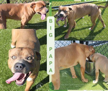 Enlarge Big Papa, a Adoptable mixed breed in Kenansville, NC image 1/1
