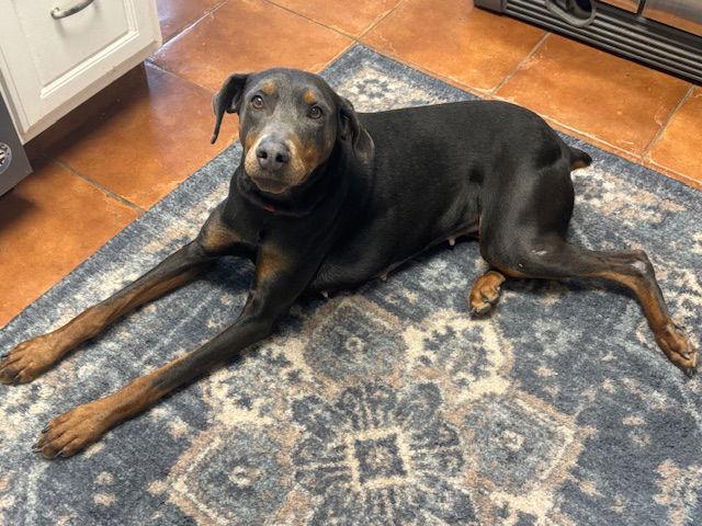 Enlarge Hope, a Adoptable Doberman Pinscher in Omaha, NE image 1/3