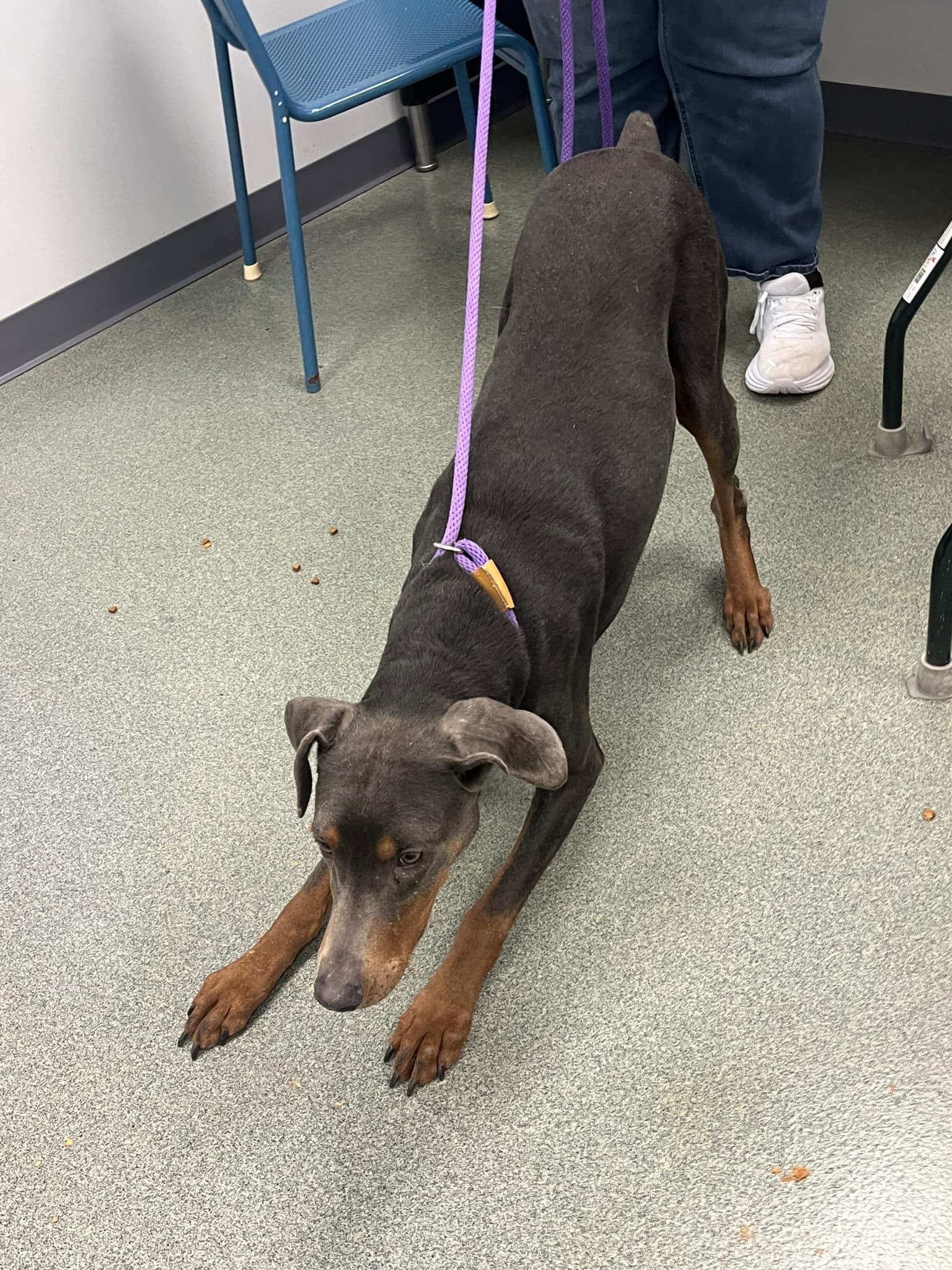 Enlarge Hope, a Adoptable Doberman Pinscher in Omaha, NE image 2/3