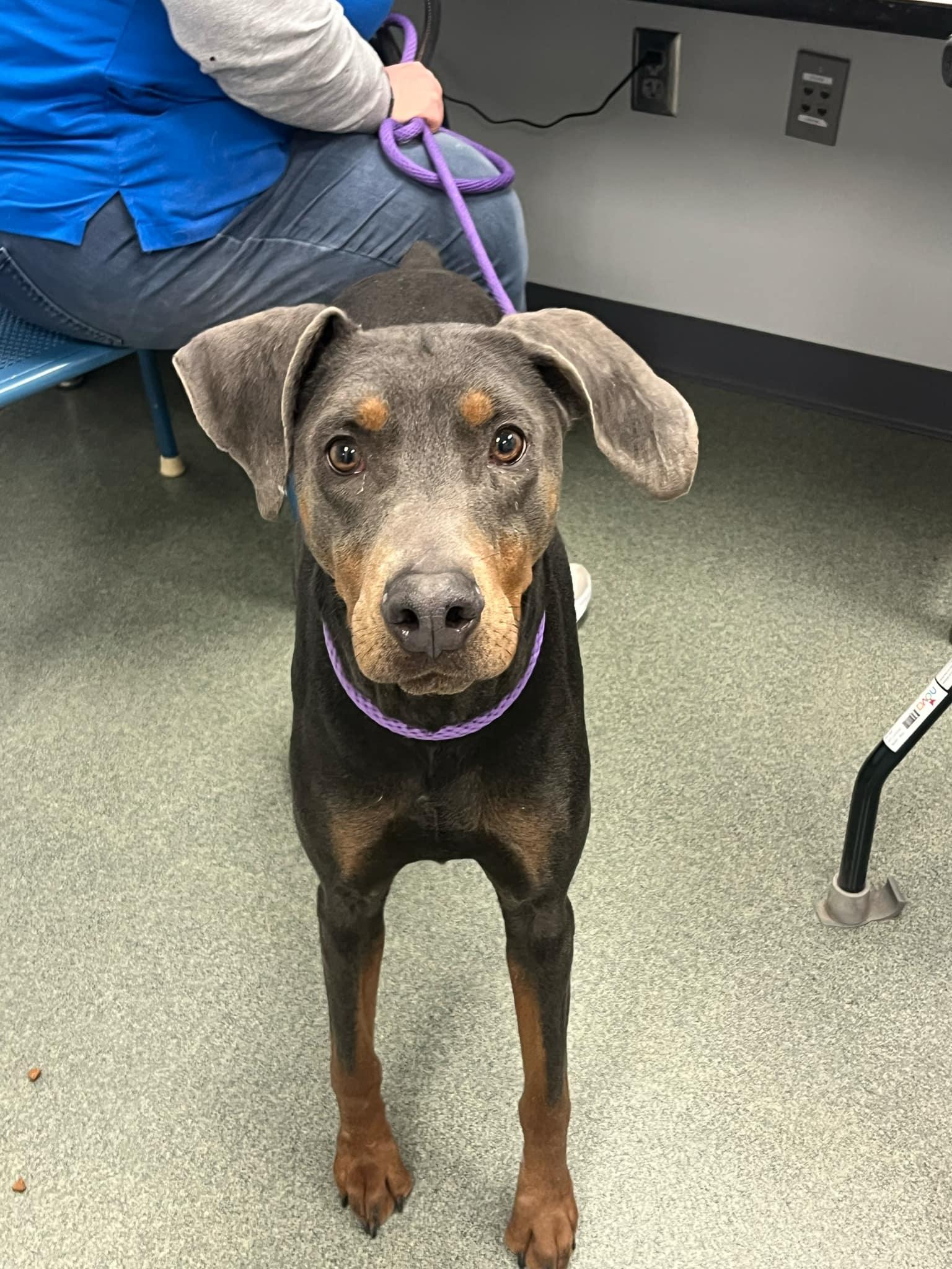 Enlarge Hope, a Adoptable Doberman Pinscher in Omaha, NE image 3/3