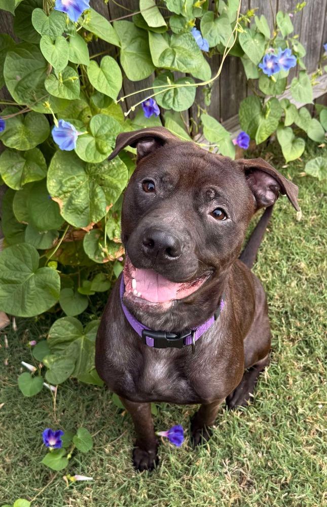 Raven, a Adoptable mixed breed in Shawnee, OK image 1/4