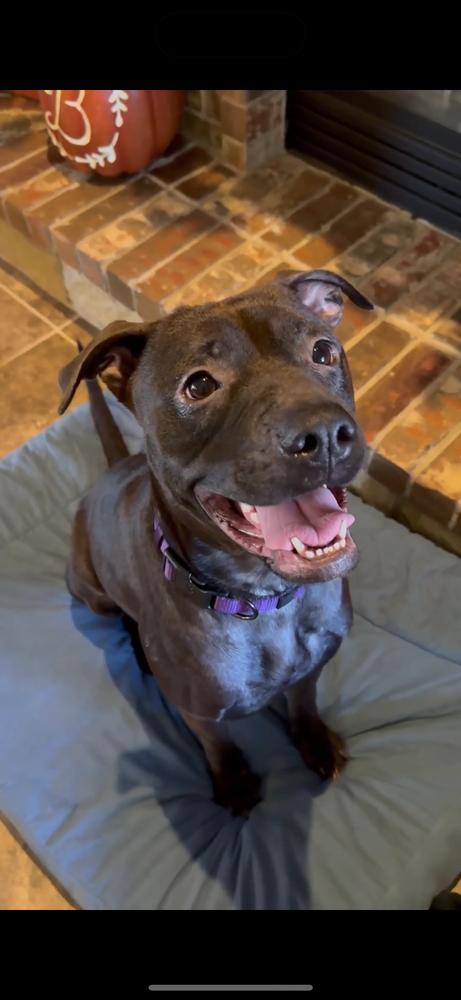 Raven, a Adoptable mixed breed in Shawnee, OK image 2/4