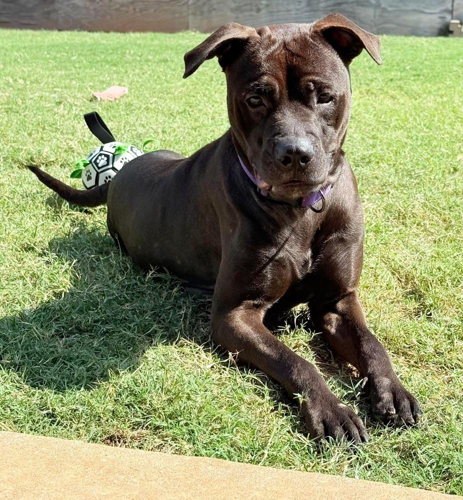 Raven, a Adoptable mixed breed in Shawnee, OK image 3/4
