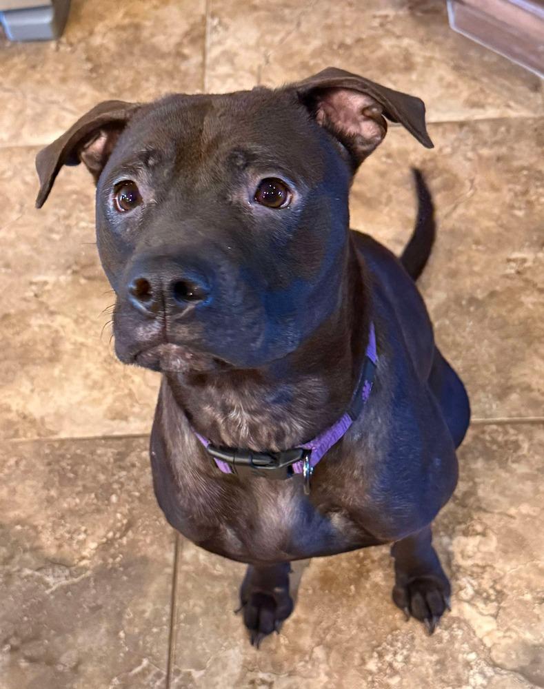 Raven, a Adoptable mixed breed in Shawnee, OK image 4/4