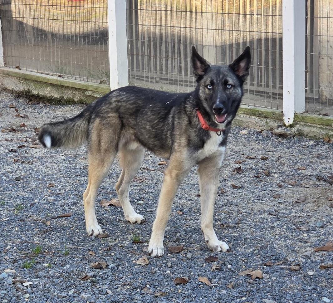 Enlarge Boone, a ADOPTABLE mixed breed in Carthage, NC image 3/5