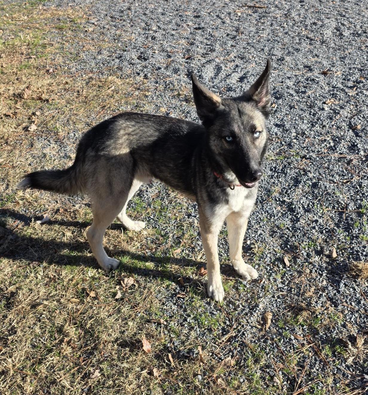 Enlarge Boone, a ADOPTABLE mixed breed in Carthage, NC image 4/5