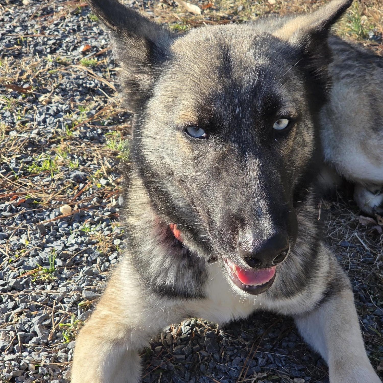 Enlarge Boone, a ADOPTABLE mixed breed in Carthage, NC image 5/5