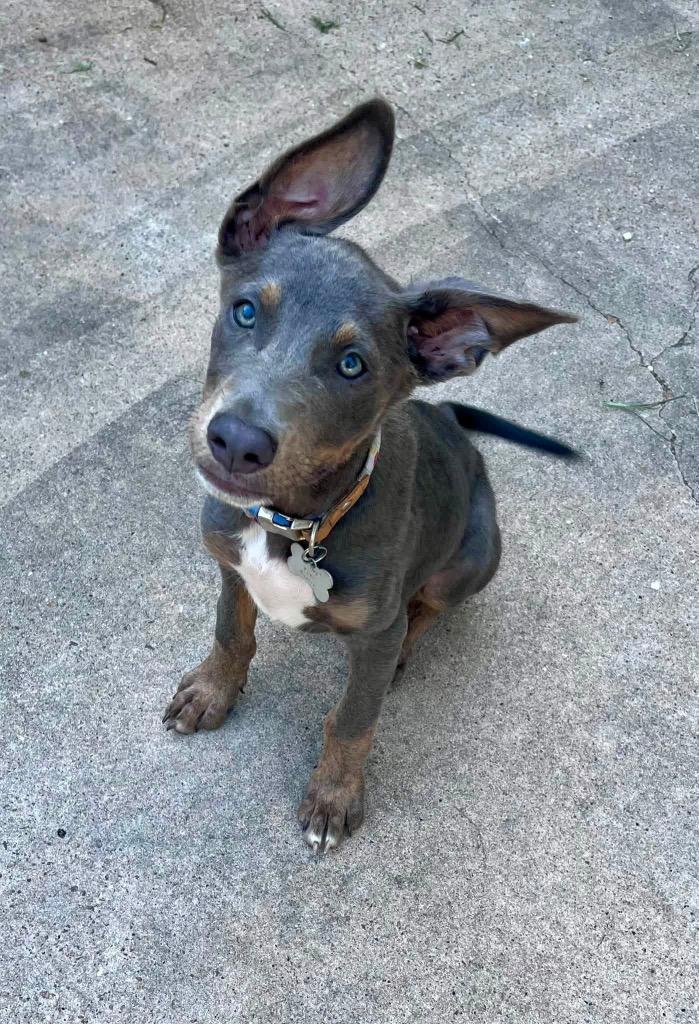 Austin, Adoptable, Puppy Male Mixed Breed.