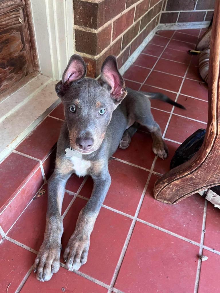 Austin, a Adoptable mixed breed in CONROE, TX image 2/4