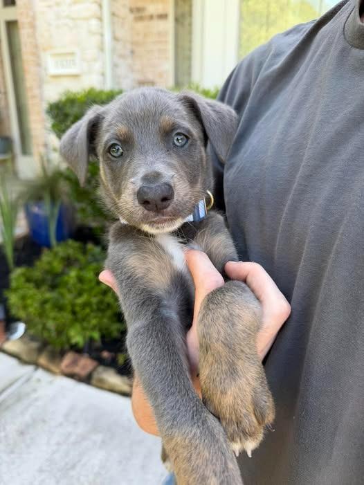 Austin, a Adoptable mixed breed in CONROE, TX image 3/4